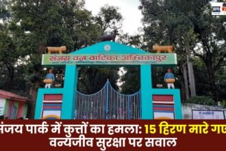 Sanjay Park15 Deer Killed