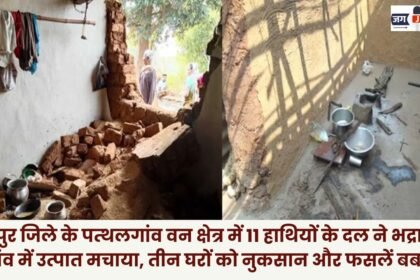 11 elephants wreaked havoc in Bhadrapura village