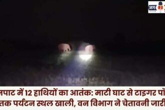 Reign of Terror by 12 Elephants in Mainpat