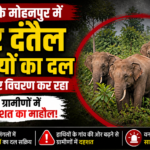 Surajpur: Herd of Four Tuskers Roams Through Rural Areas