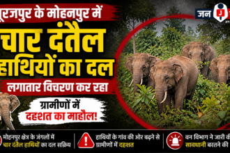 Surajpur: Herd of Four Tuskers Roams Through Rural Areas