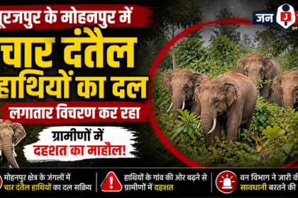 Surajpur: Herd of Four Tuskers Roams Through Rural Areas