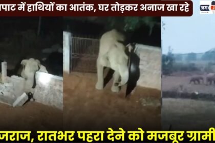 Elephant Menace in Mainpat