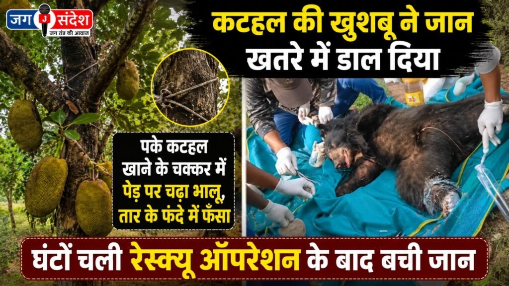 climbed a tree to eat the ripe fruit got caught in a wire snare in jashpur