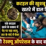 climbed a tree to eat the ripe fruit got caught in a wire snare in jashpur