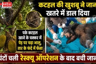 climbed a tree to eat the ripe fruit got caught in a wire snare in jashpur