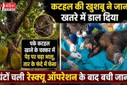 climbed a tree to eat the ripe fruit got caught in a wire snare in jashpur